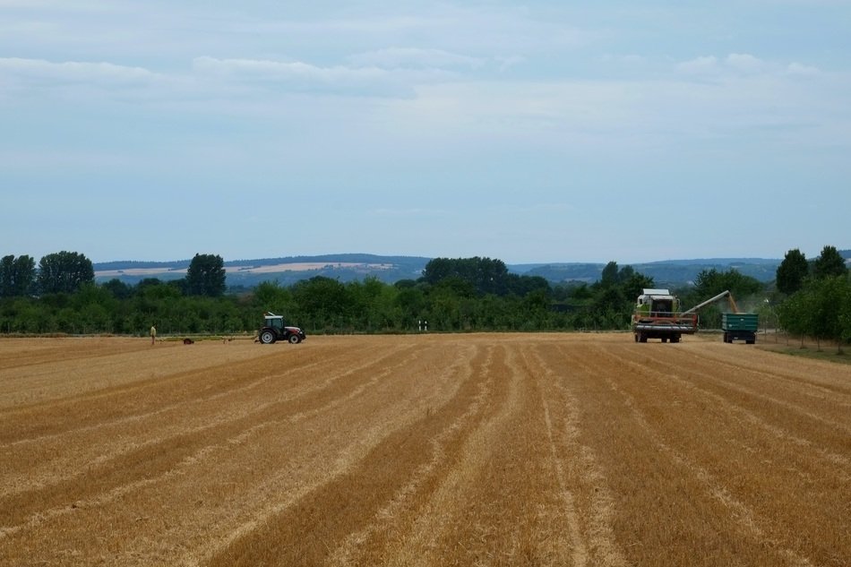 harvest field with cereals crop landscape on a sunny day