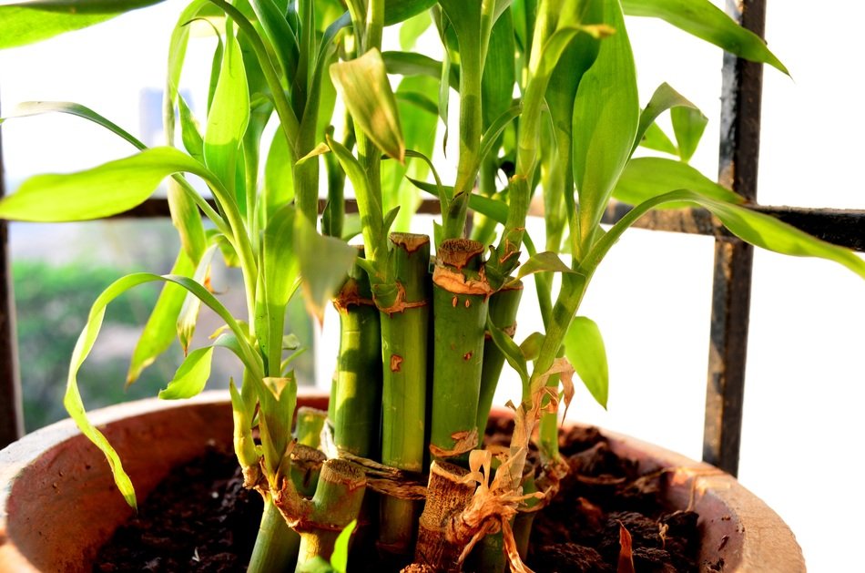 bamboo plant in a flower pot