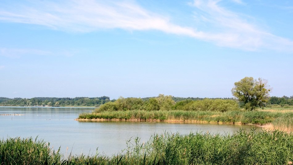 lake with green reeds off the coast