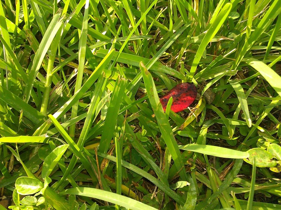 red fallen leaf in green grass