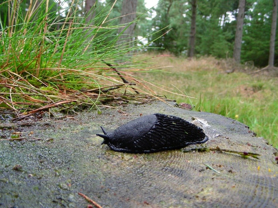big slug in the forest