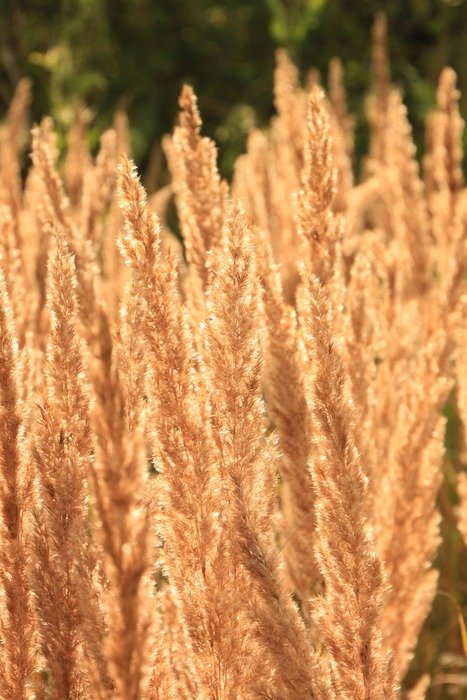 soft sunlight on the grass