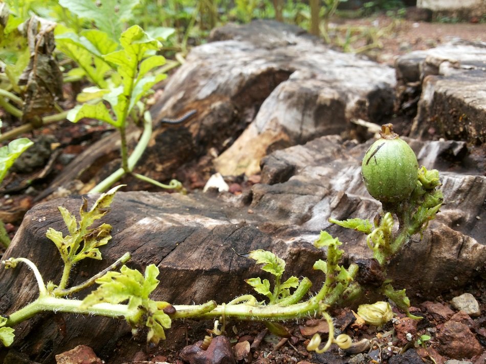 small watermelon on the vine