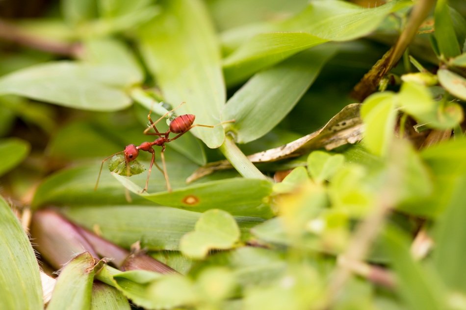 red weaver among green leaves