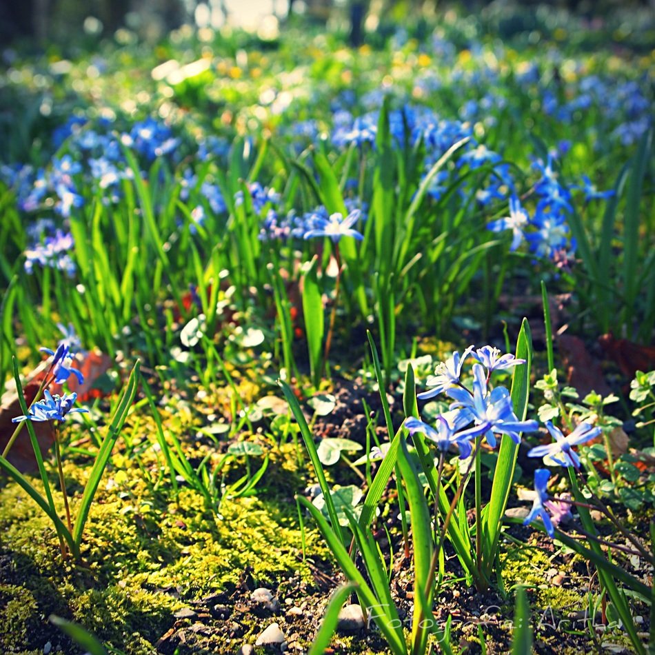 blue flowers in the forest