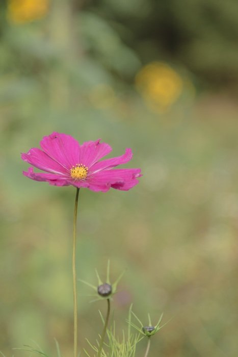 primrose flower on the wild field