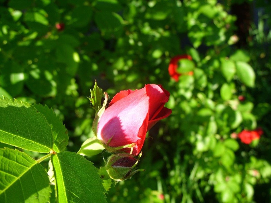 rose nature