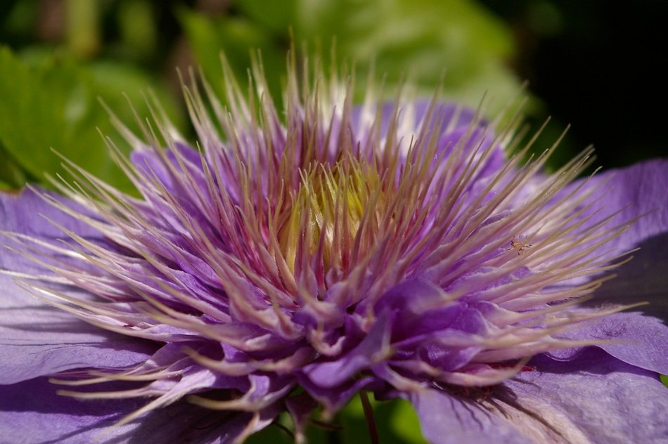 inflorescence of the clematis closeup
