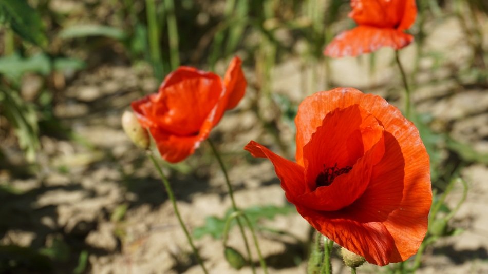tender poppy flowers on the road