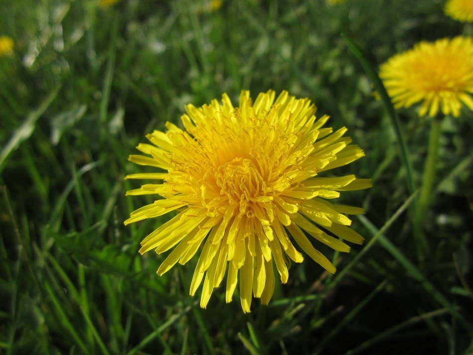 yellow weed plant close-up on blurred background