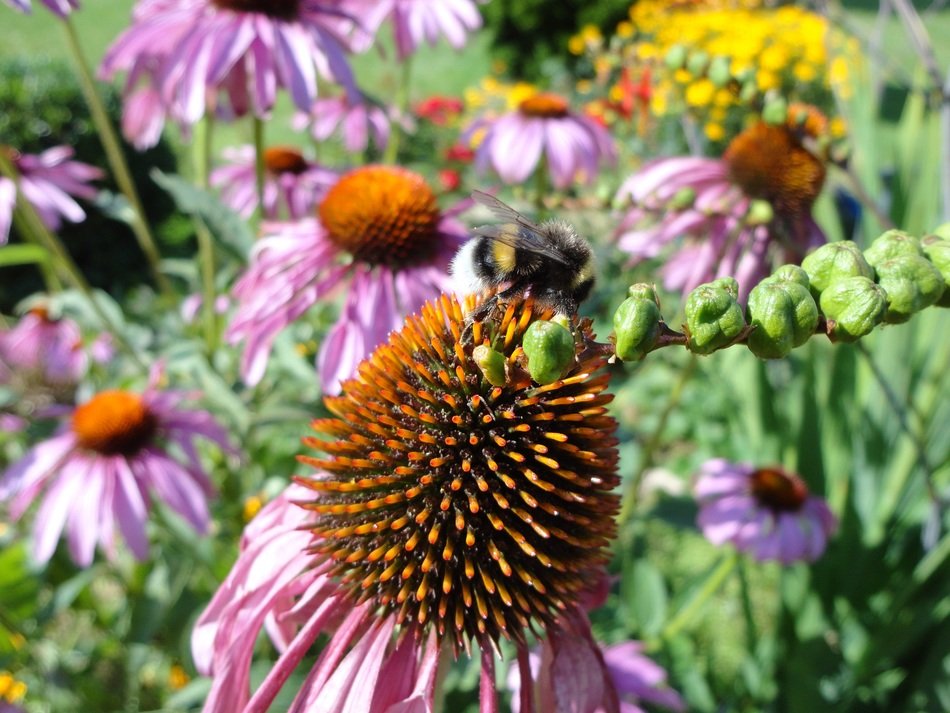 extraordinarily beautiful hummel