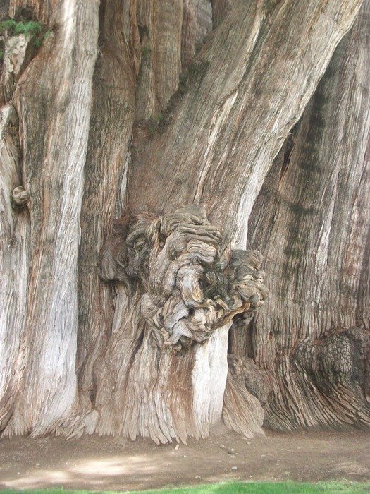 árbol del tule trunk