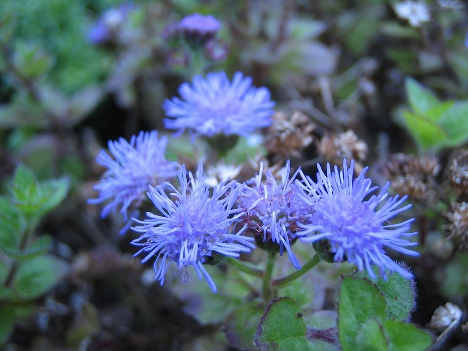 blossom of cute blue flowers
