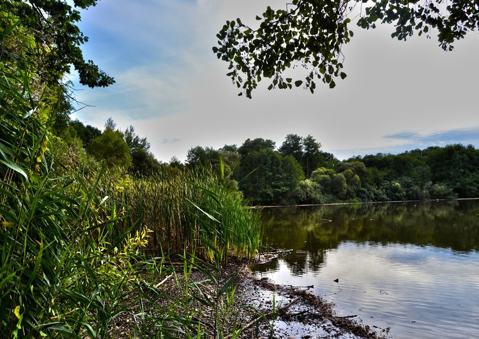 magnificent pond