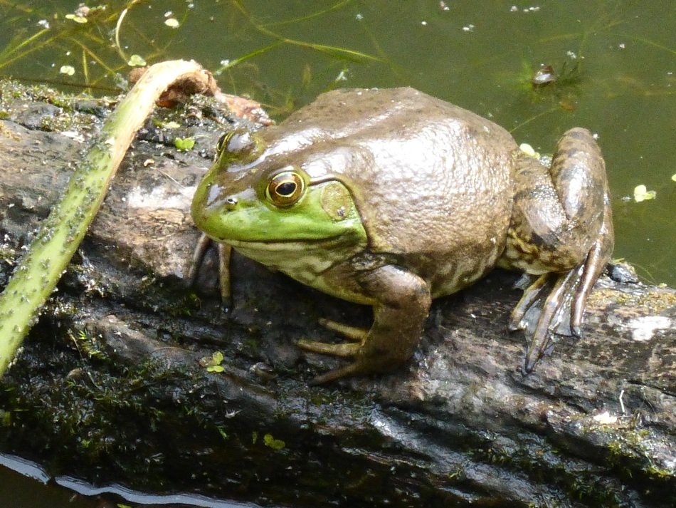 brown frog in the pond