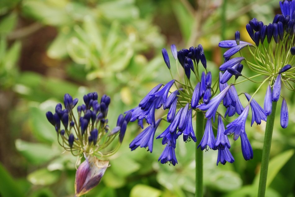 blue blossoms of Аgapanthus in garden