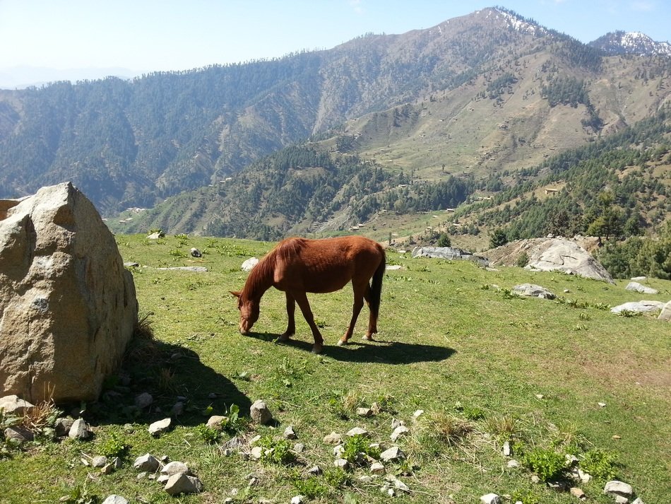 horse grazing on the valley in mountains