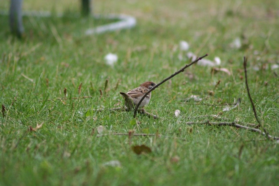 sparrow on the lawn