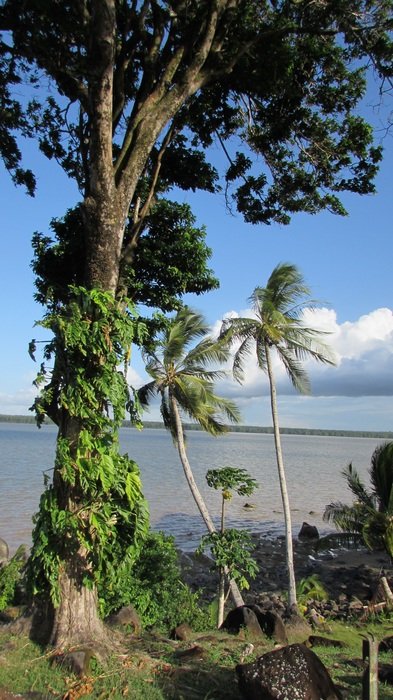 Green trees near the Cayenne River