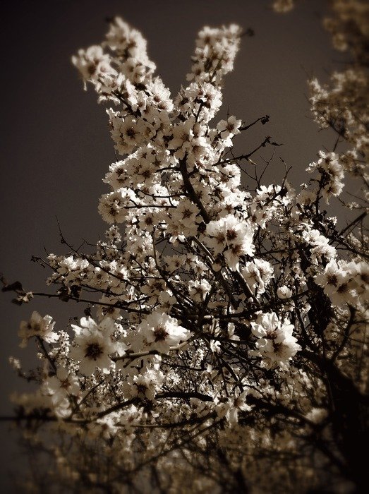 black and white picture of a flowering tree