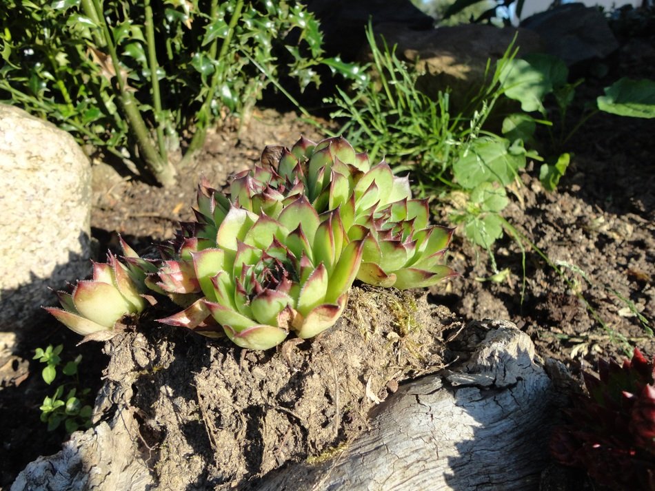 stone garden succulent summer scene