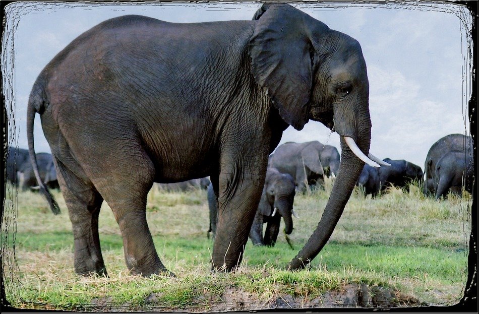 elephants animal namibia safari