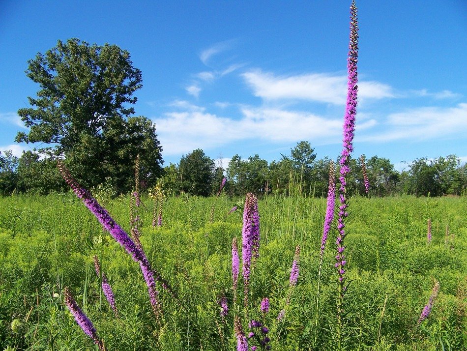 Liatris spicata, Marsh Blazing Star in bloom on meadow