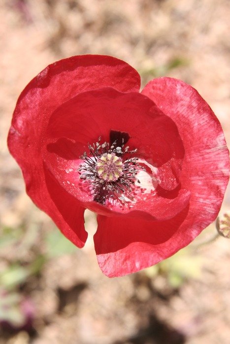 red poppy on the background of the earth
