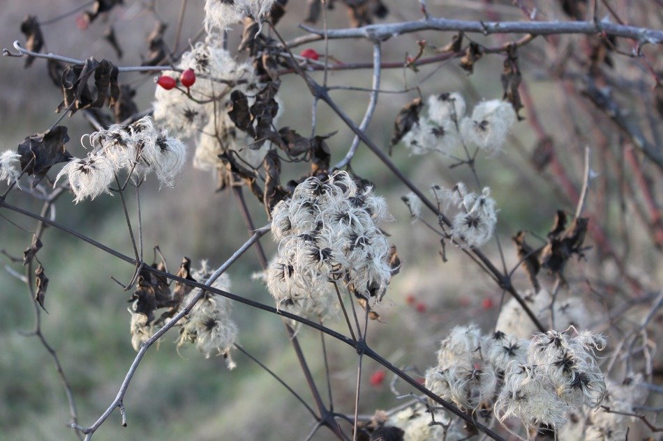 white fluffy flowers on a branch