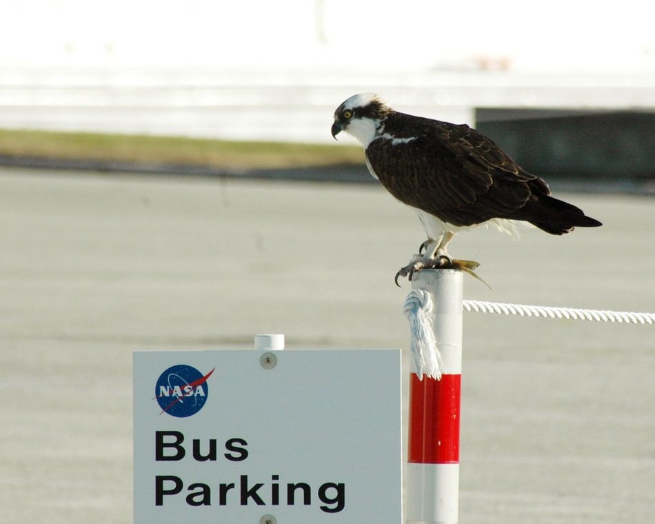 bird sitting on a sign with the words, bus parking