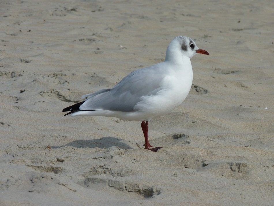 seagull on the sand on the coast of the north sea