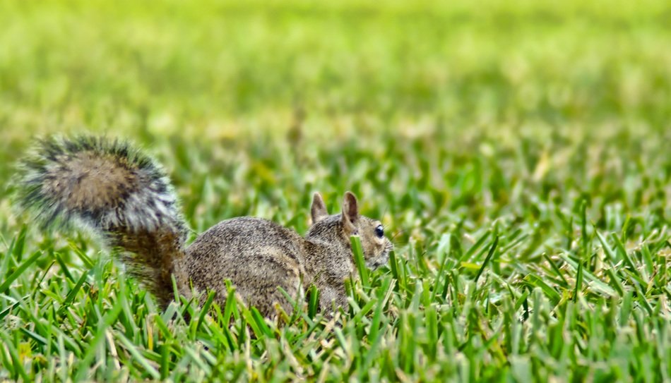 extraordinary beautiful squirrel