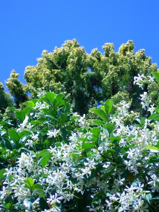 jasmine star white flowers thuja