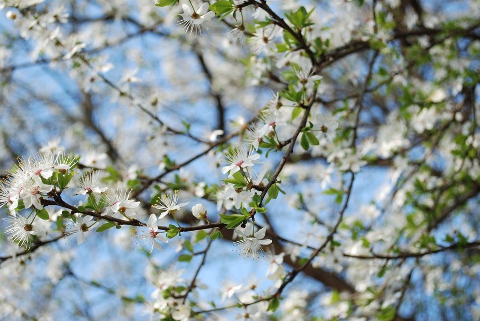 spring flowers on the tree