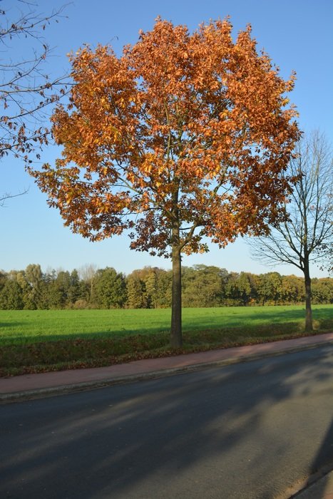 colorful tree along the road in autumn