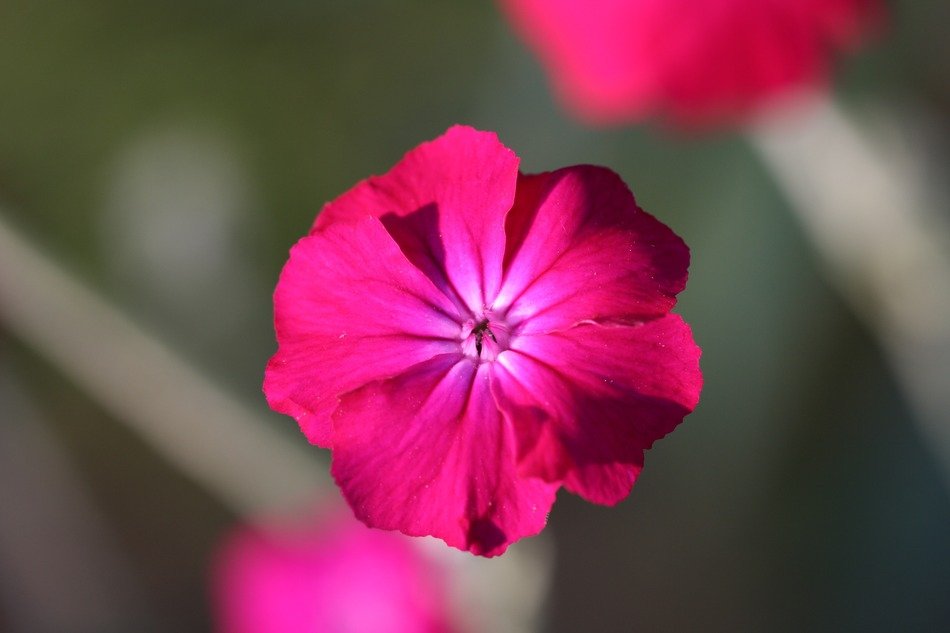 blossom of the pink flower