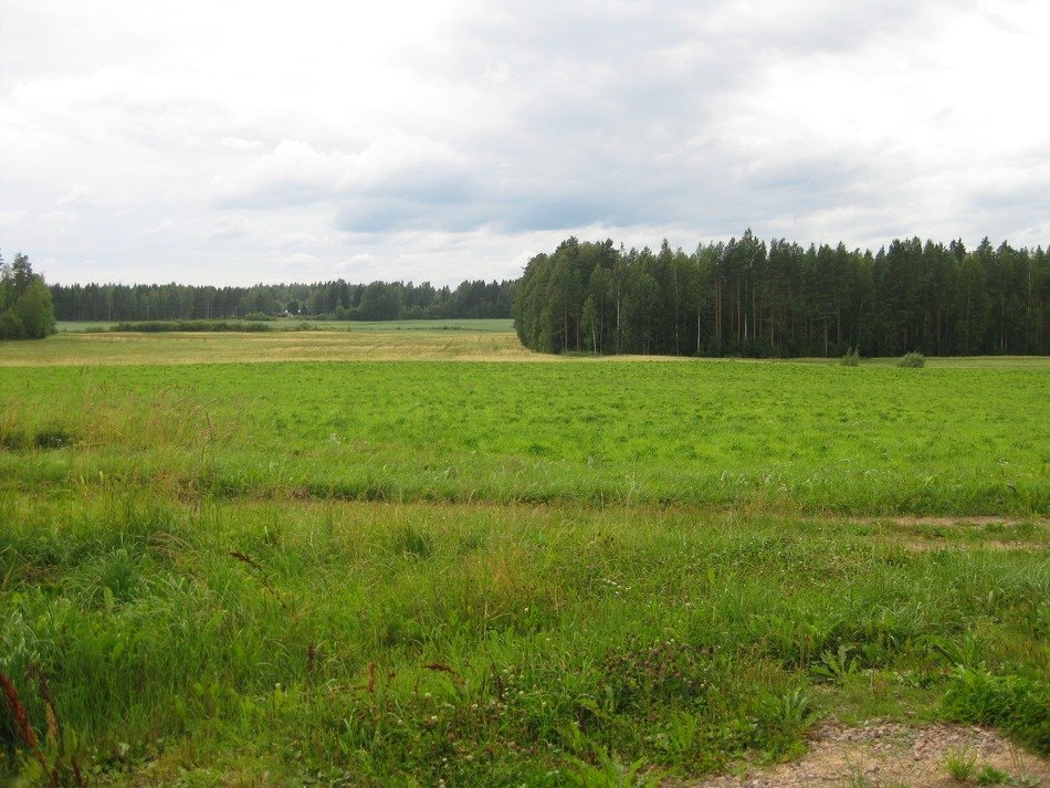 Landscape of green field in summertime