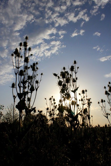 silhouettes of thistle at sunset