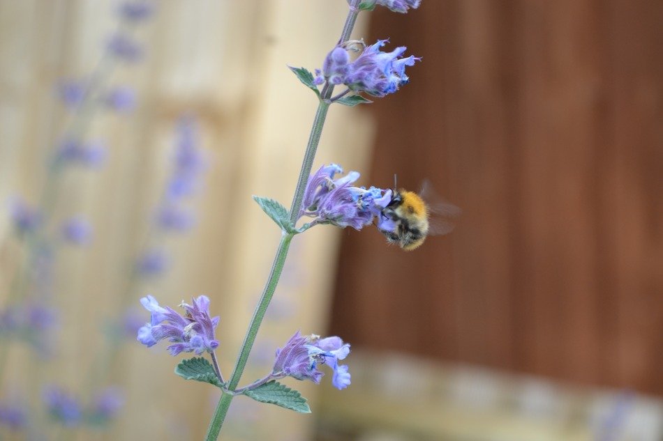 bee on catnip feline