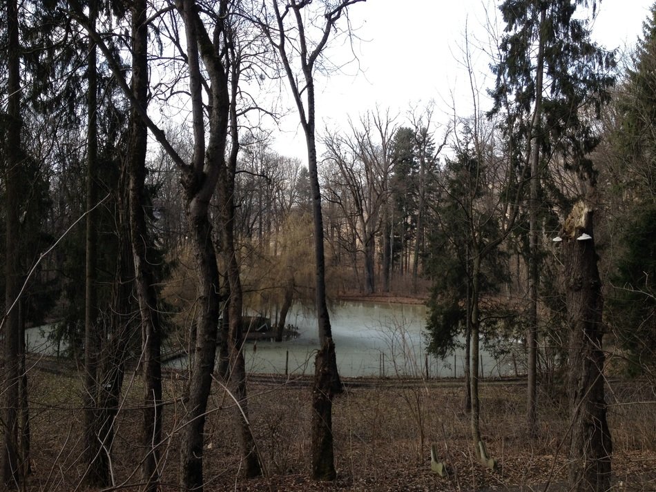 small lake in the forest at dusk