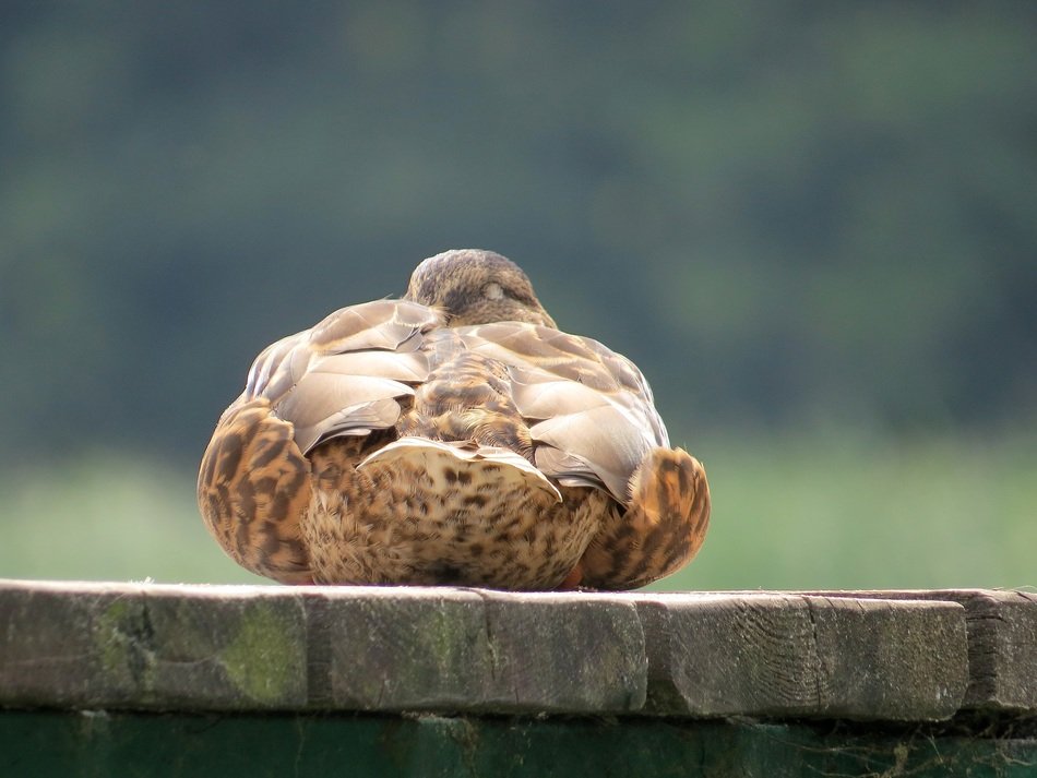 extraordinary beautiful duck