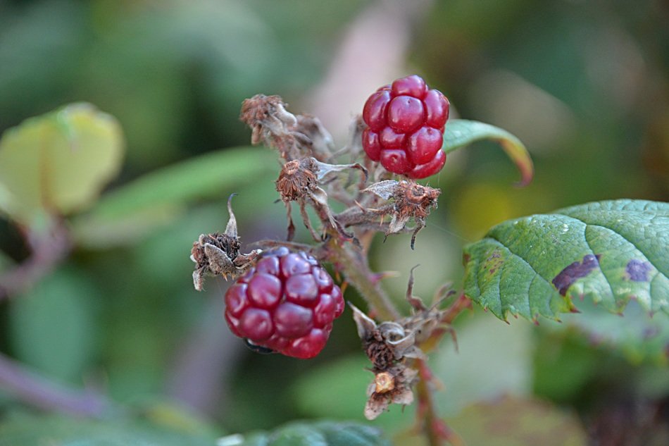 Two berries of a raspberry on the bush