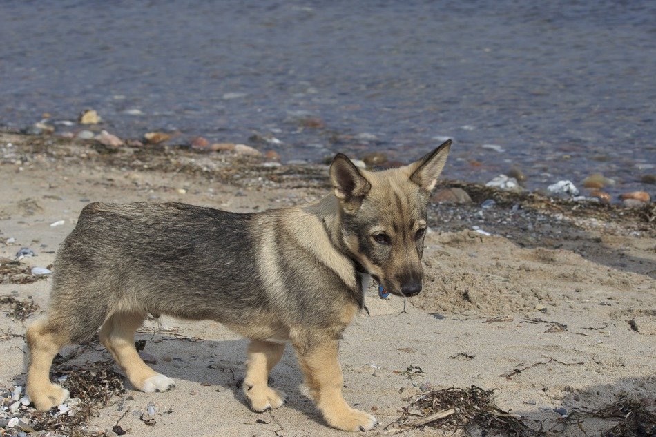 Puppy on the beach near the water