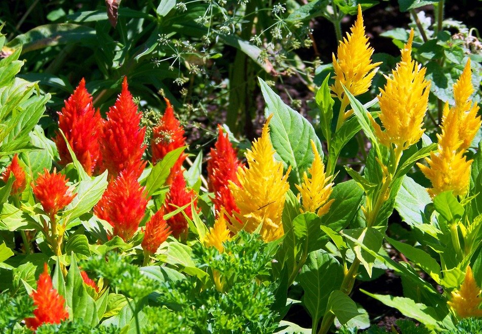 yellow and red flowers in the meadow