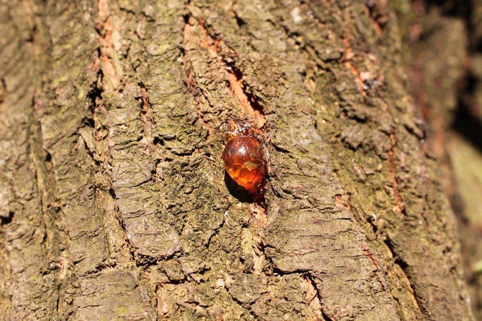 esin on plum barrel