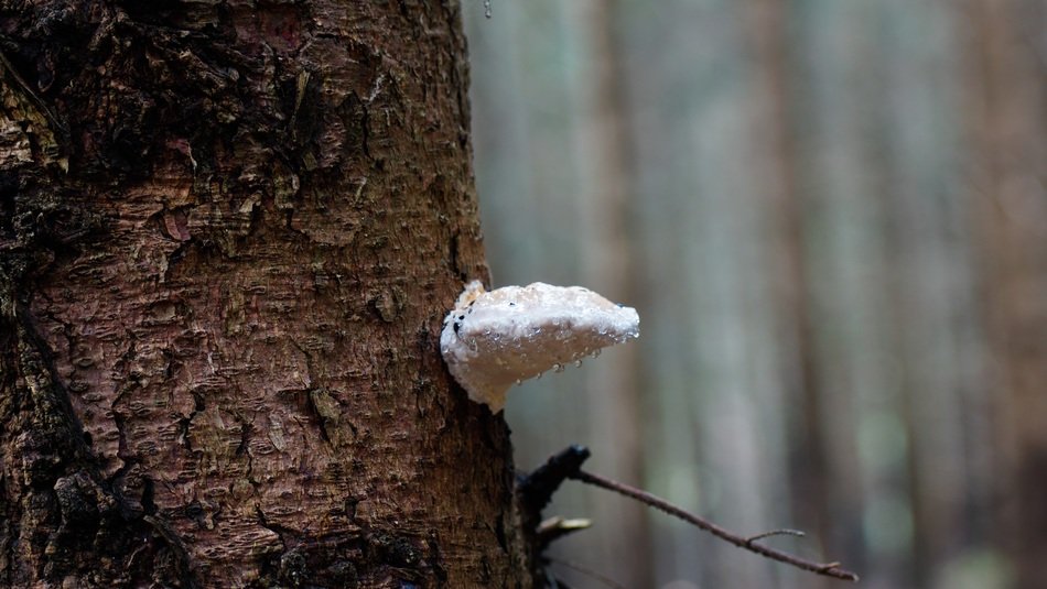 tree fungus in rain droplets
