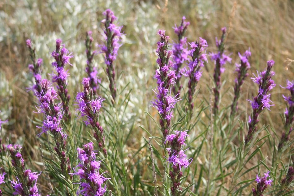 Dotter gayfeather flowers
