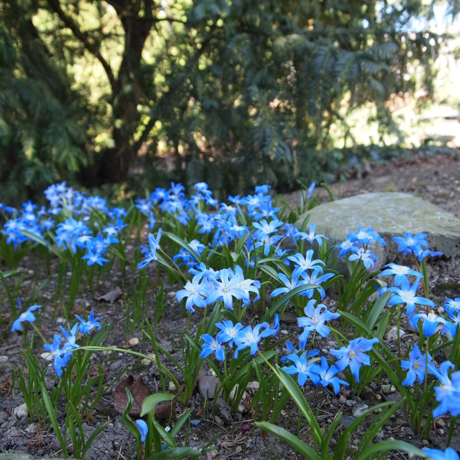 magnificent blue flowers