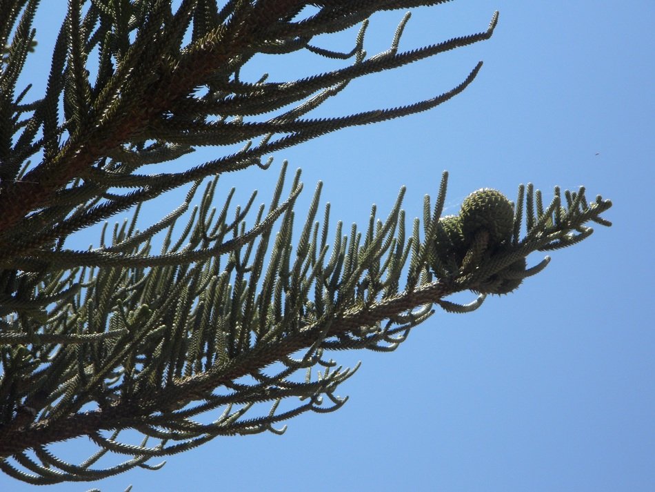 fruit on tree