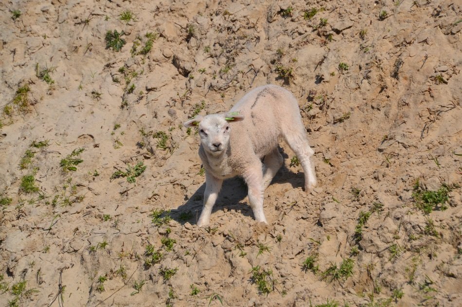 lamb on the sand